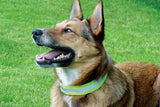 Canine Friendly Rufflective Neck Cuff Dog Collar, XX-Large